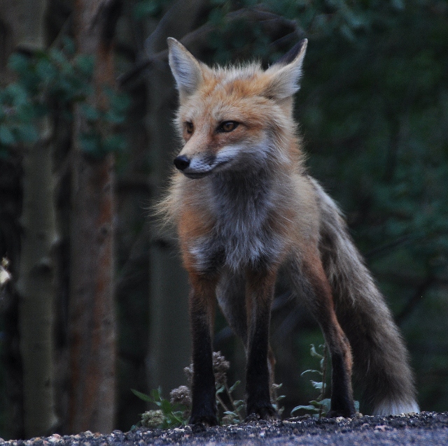 Red Fox